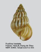 Pusillina lineolata (7)